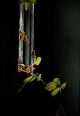 Series Title: Abstracts of the Broken and Used.</br></br> Series Info: I am fasinated with objects that have been thrown away or left to rot. I often find stories, personality traits, and feelings in each unquie setting. </br></br> Image Title: Bedroom Window</br></br> Details: Blackberries and light come threw a broken bedroom window of an abandoned house.