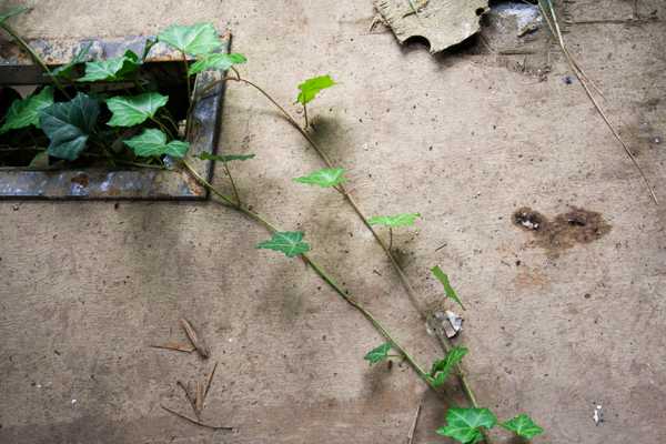 Series Title: Abstracts of the Broken and Used.</br></br> Series Info: I am fasinated with objects that have been thrown away or left to rot. I often find stories, personality traits, and feelings in each unquie setting. </br></br> Image Title: Front Door</br></br> Details: Ivy grows threw the front door of an abandon house.