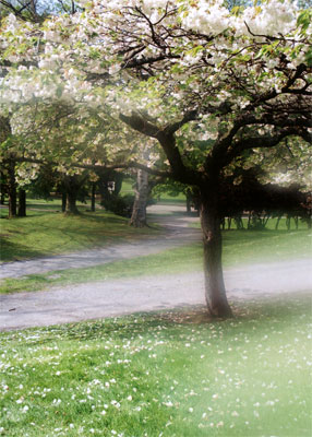 Dreamy Garden, 2007