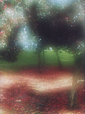 Dreamy Garden, 2007