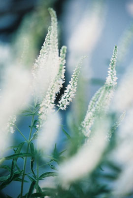 Dreamy Garden, 2007