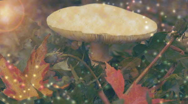 Mushroom, 2009