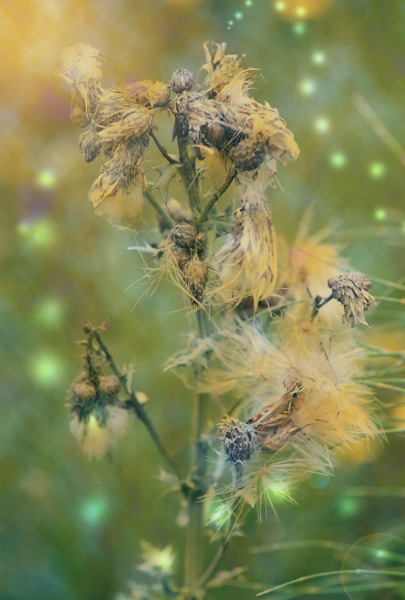 Dreamy Garden, 2009