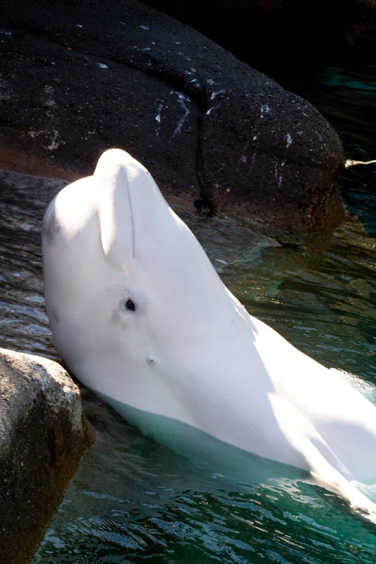 Point Defiance Zoo, Tacoma WA, 2009